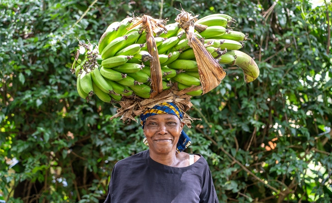 Smiling woman wearing a vibrant headscarf carries a large bundle of green bananas on her head, standing against a lush greenery background.